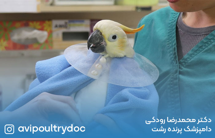 تقویت طوطی ضعیف