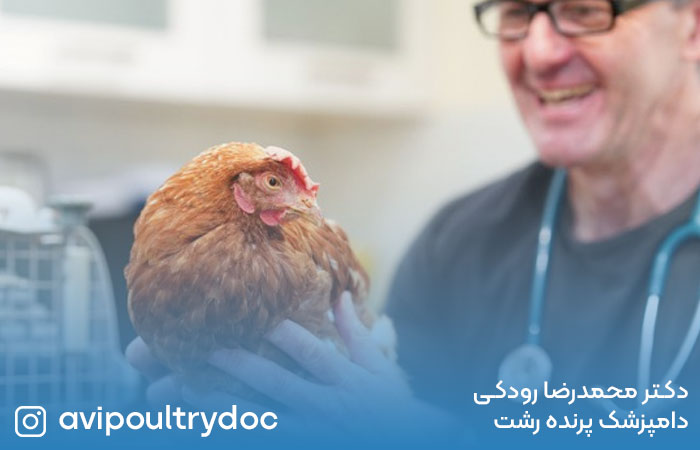 نکات مهم در بهداشت پرندگان صنعتی