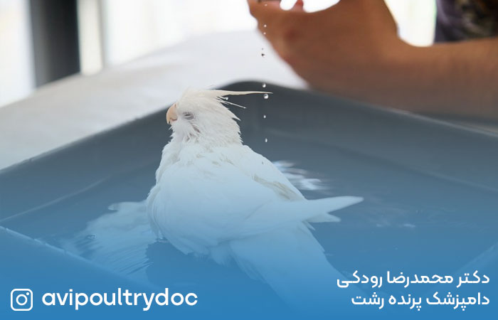 روشهای حمام کردن پرندگان خانگی