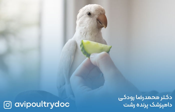 بهترین رژیم غذایی پرندگان خانگیر