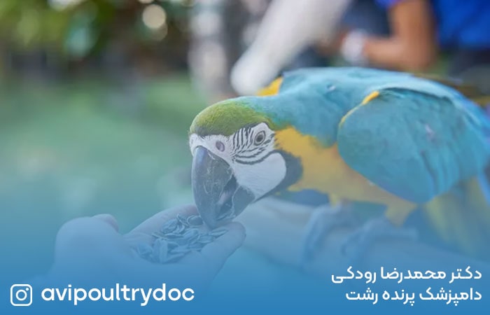 بهترین رژیم غذایی پرندگان خانگی
