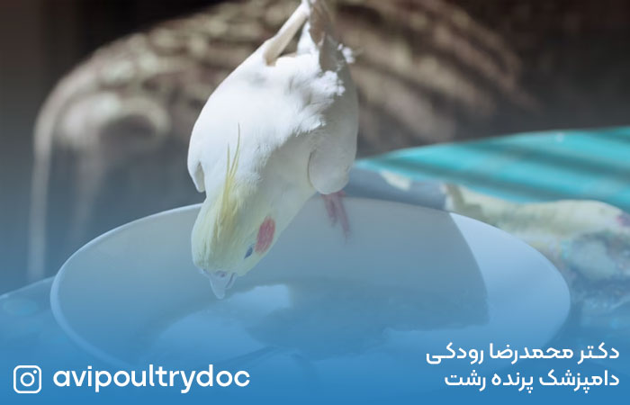 غذاهای ممنوعه برای پرندگان خانگی : مراقبت از پرنده‌ی دوست‌داشتنی‌تان